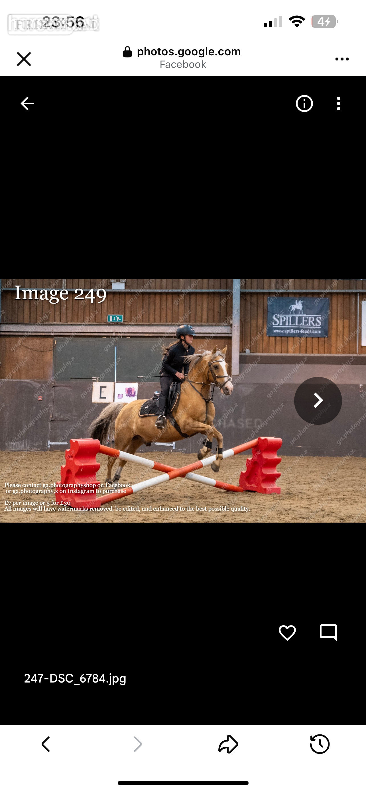 "Ronnie valentine " Palomino Gelding All Rounder