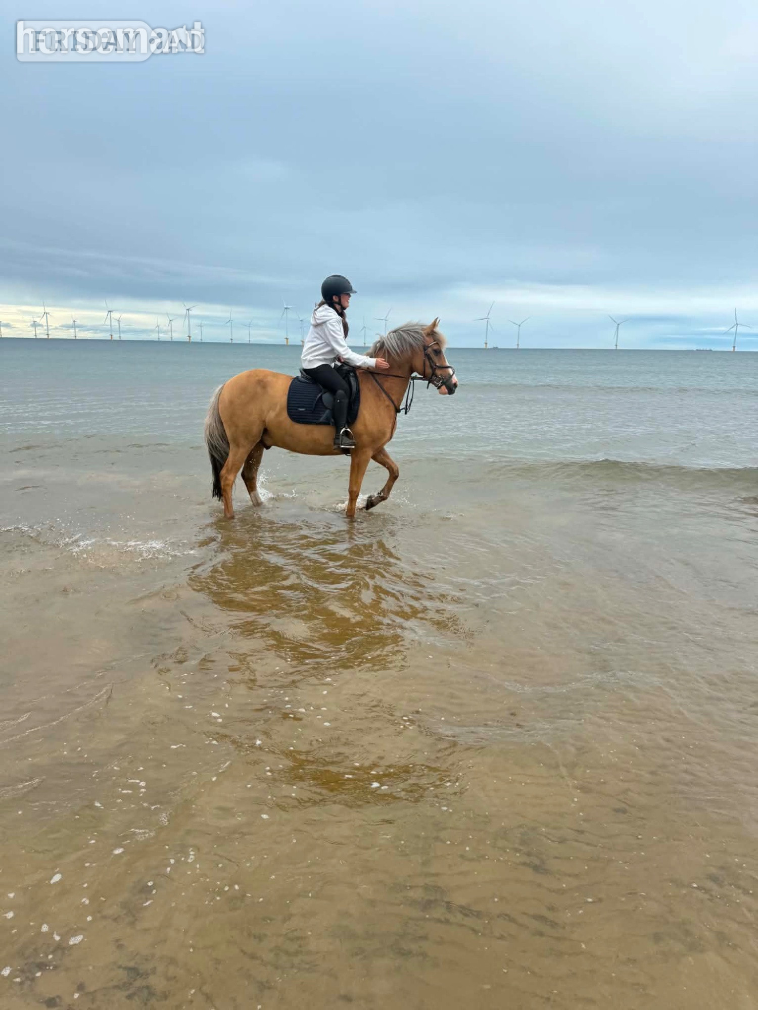 Middlesbrough "Ronnie valentine " Palomino Gelding All Rounder