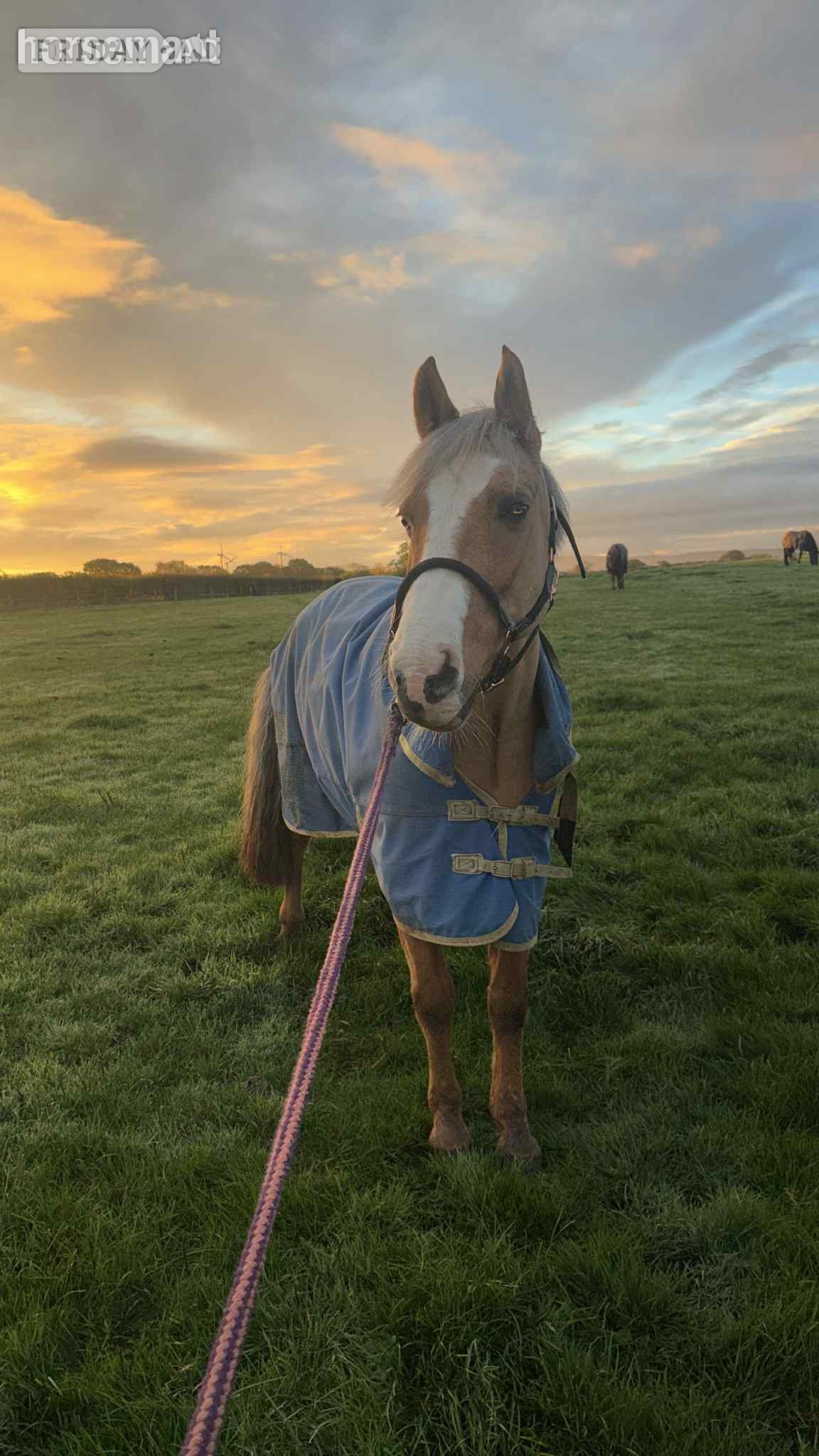 "Ronnie valentine " Palomino Gelding All Rounder - Horses in Middlesbrough