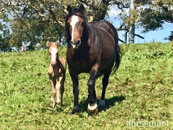 "Tresoyra Gwlithen" Bay Mare Broodmare