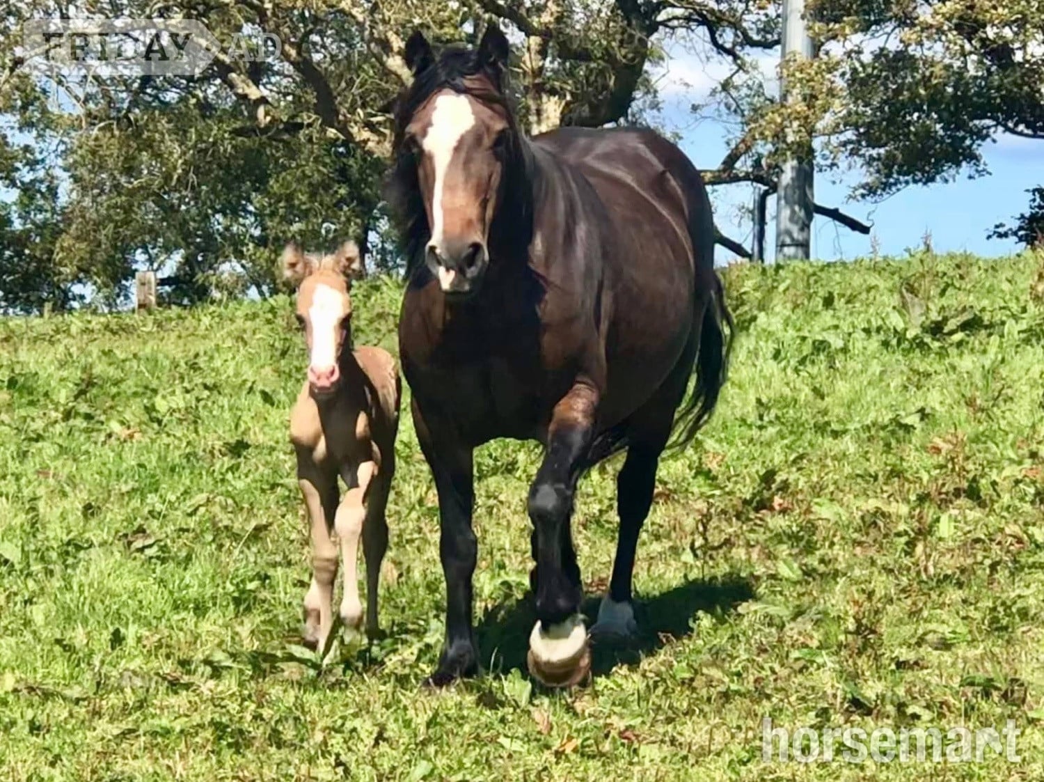 "Tresoyra Gwlithen" Bay Mare Broodmare in Bude