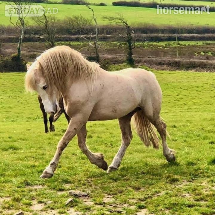 "Tresoyra Gwlithen" Bay Mare Broodmare