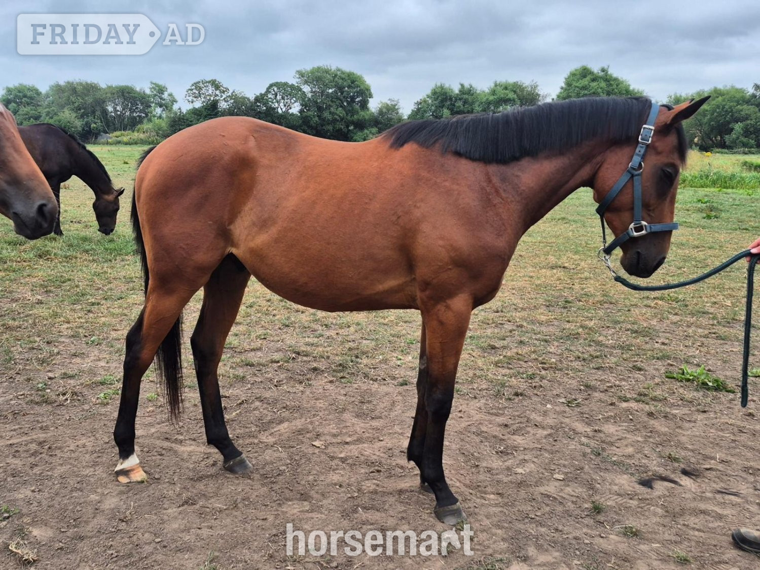 "Simon " Bay Gelding Youngstock / Foal