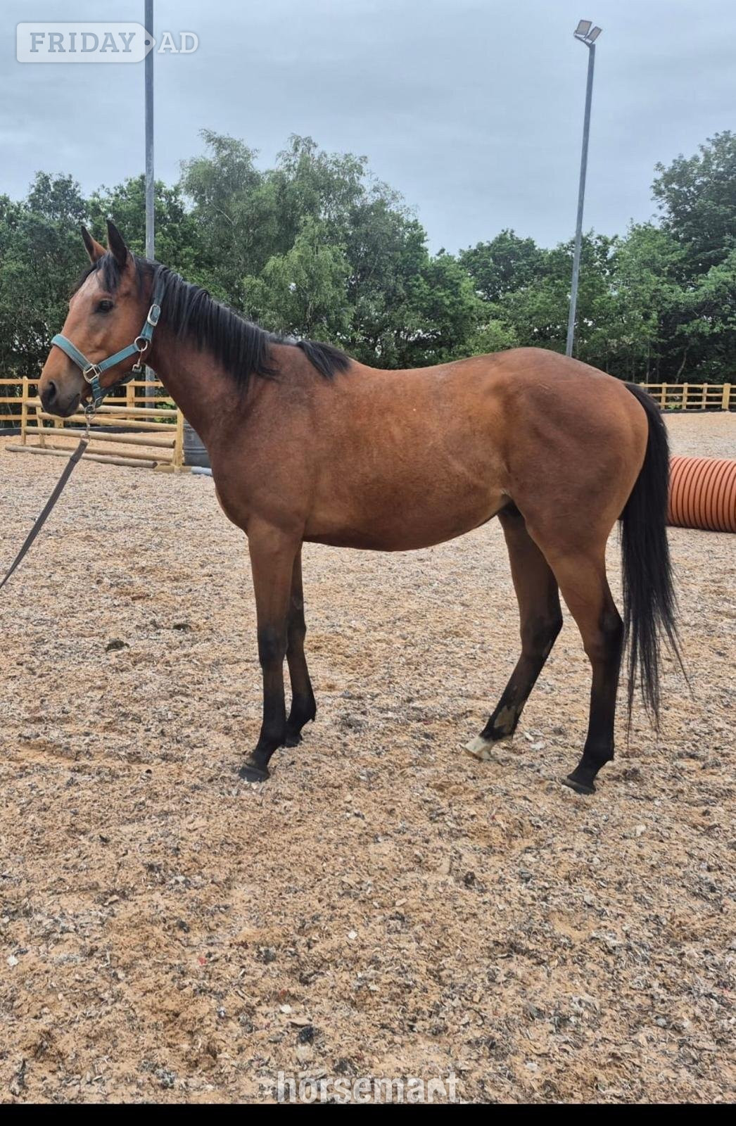 Wigan "Simon " Bay Gelding Youngstock / Foal