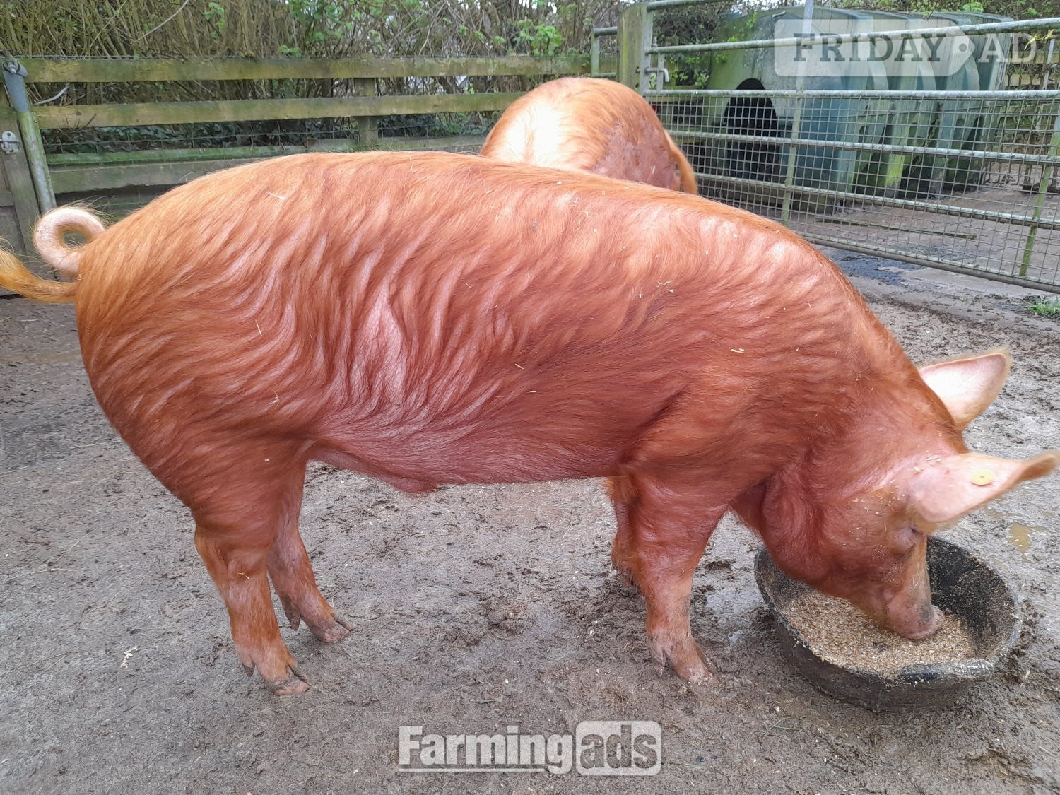 Registered Tamworth boar in Narberth
