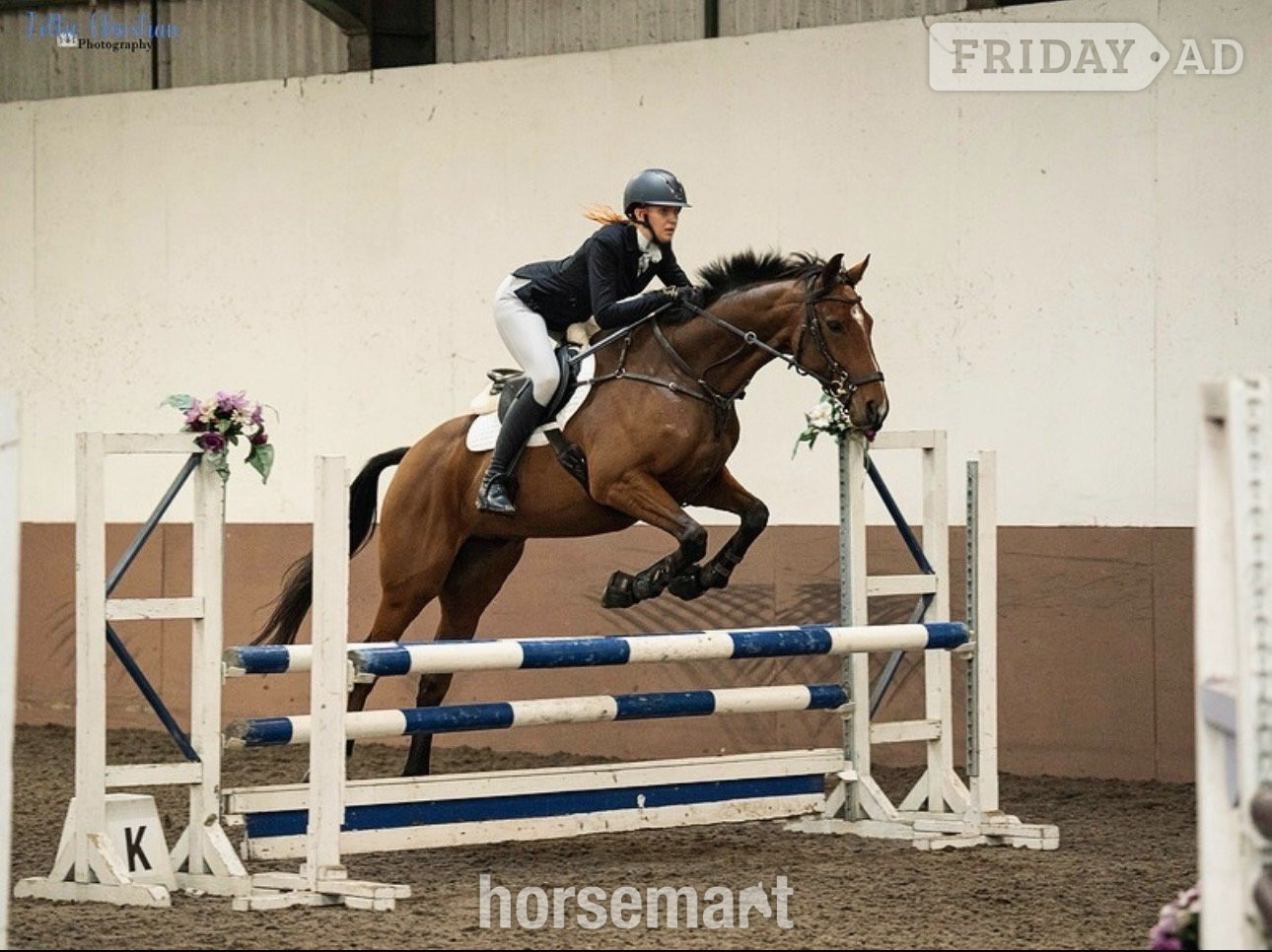 "Goose" Bay Gelding Eventer