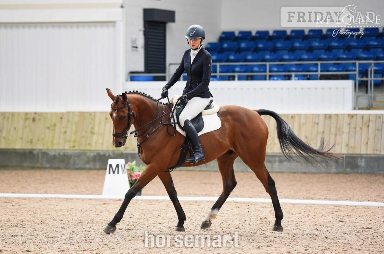 "Goose" Bay Gelding Eventer - Horses in Culcheth