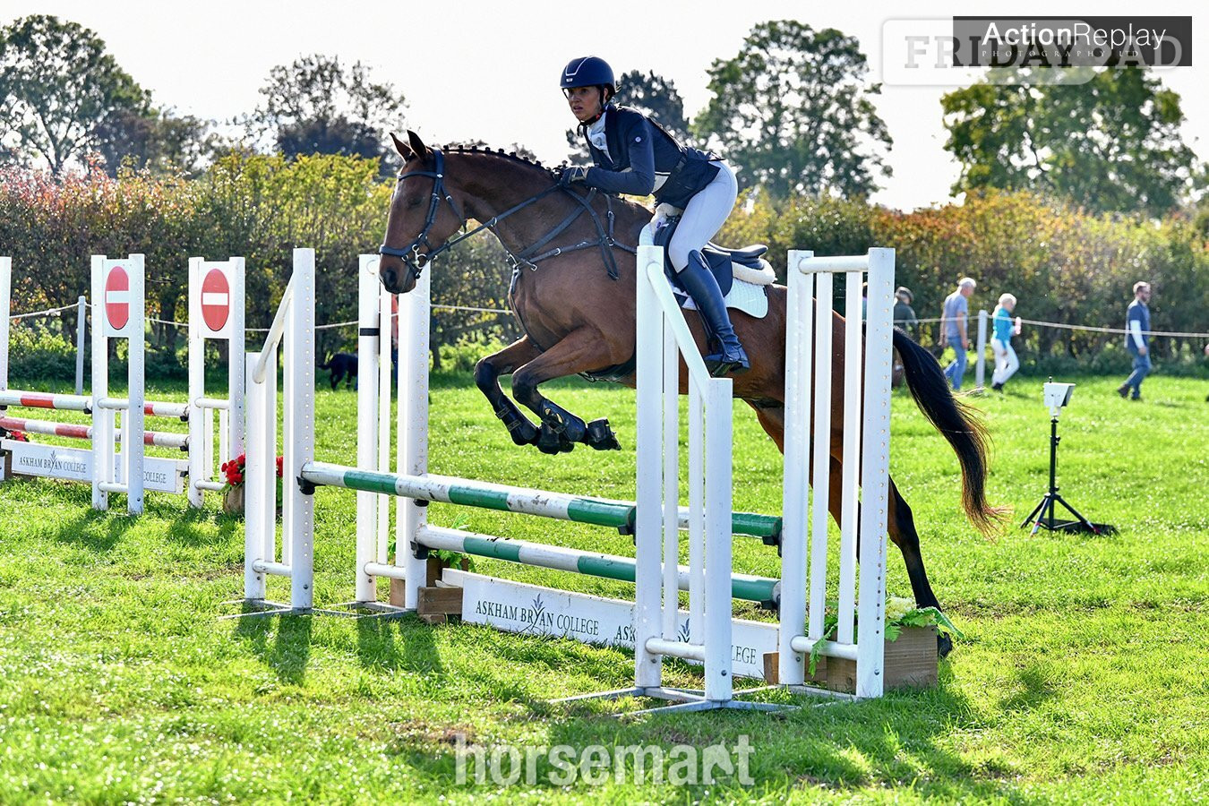 "Goose" Bay Gelding Eventer - Horses