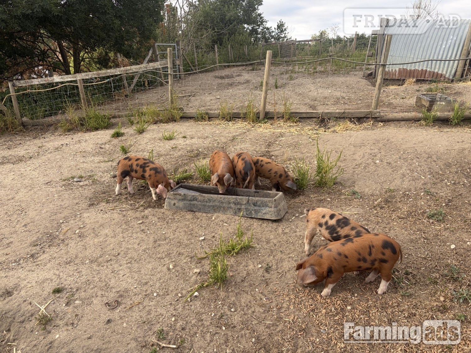 Lovely OSB weaners for sale - lovely temperament - 9 weeks old in Wethersfield