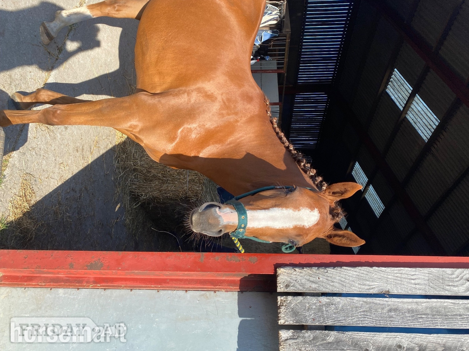 Richmond "Quinn (quintessential )" Chestnut Filly Young Sport Horse