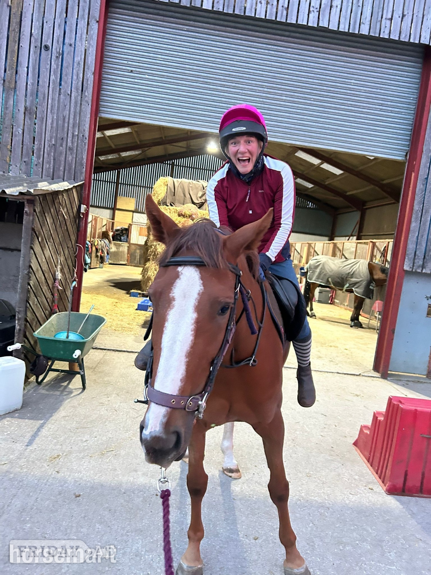 "Quinn (quintessential )" Chestnut Filly Young Sport Horse - Horses in Richmond