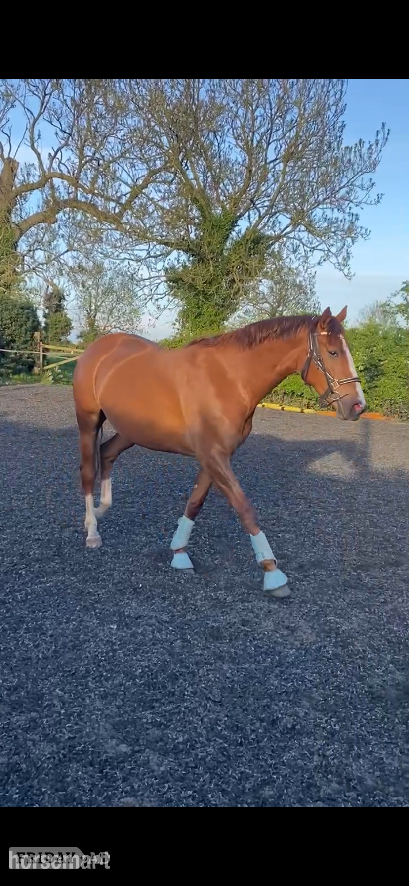 "Quinn (quintessential )" Chestnut Filly Young Sport Horse