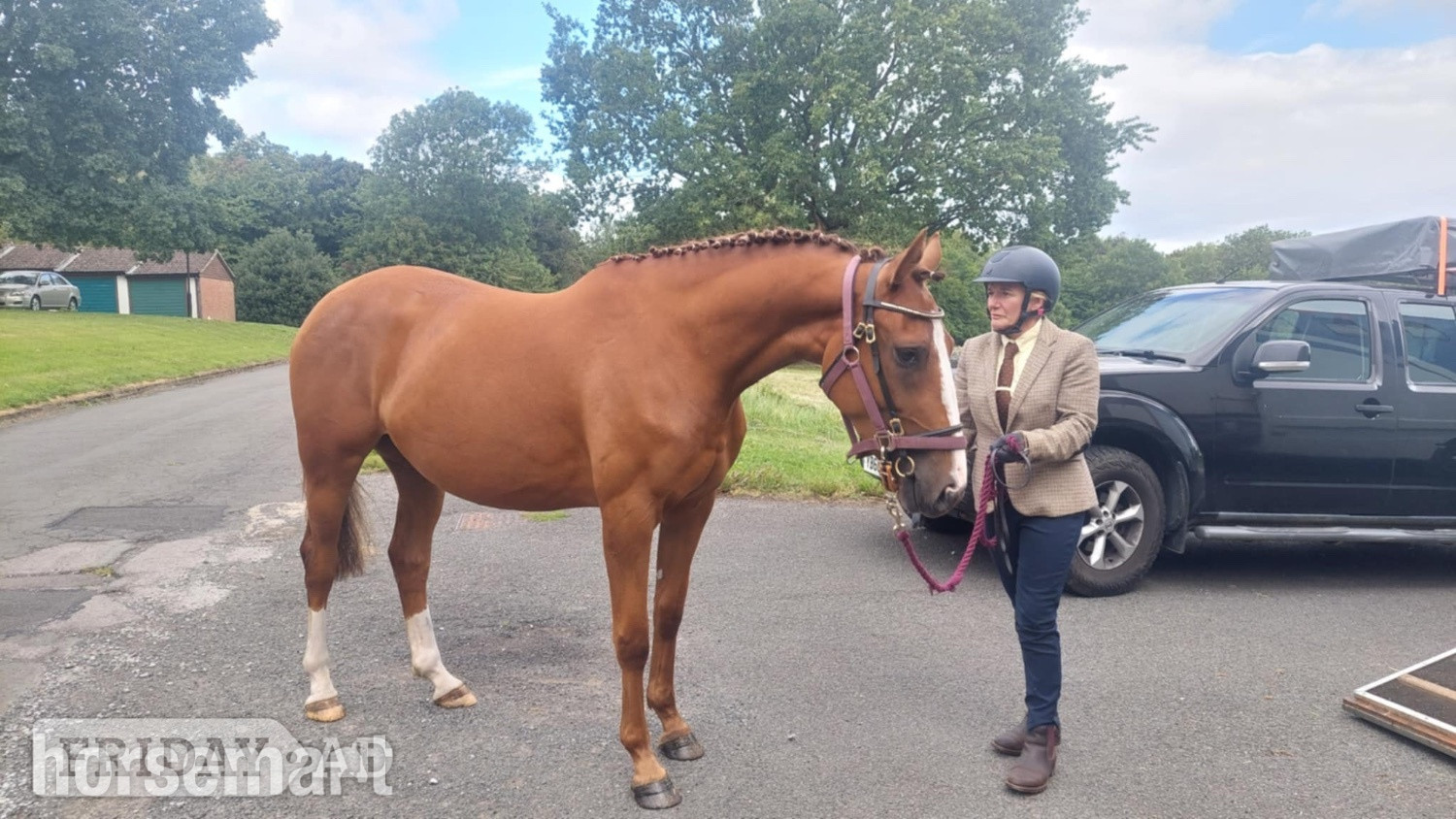 "Quinn (quintessential )" Chestnut Filly Young Sport Horse in Richmond