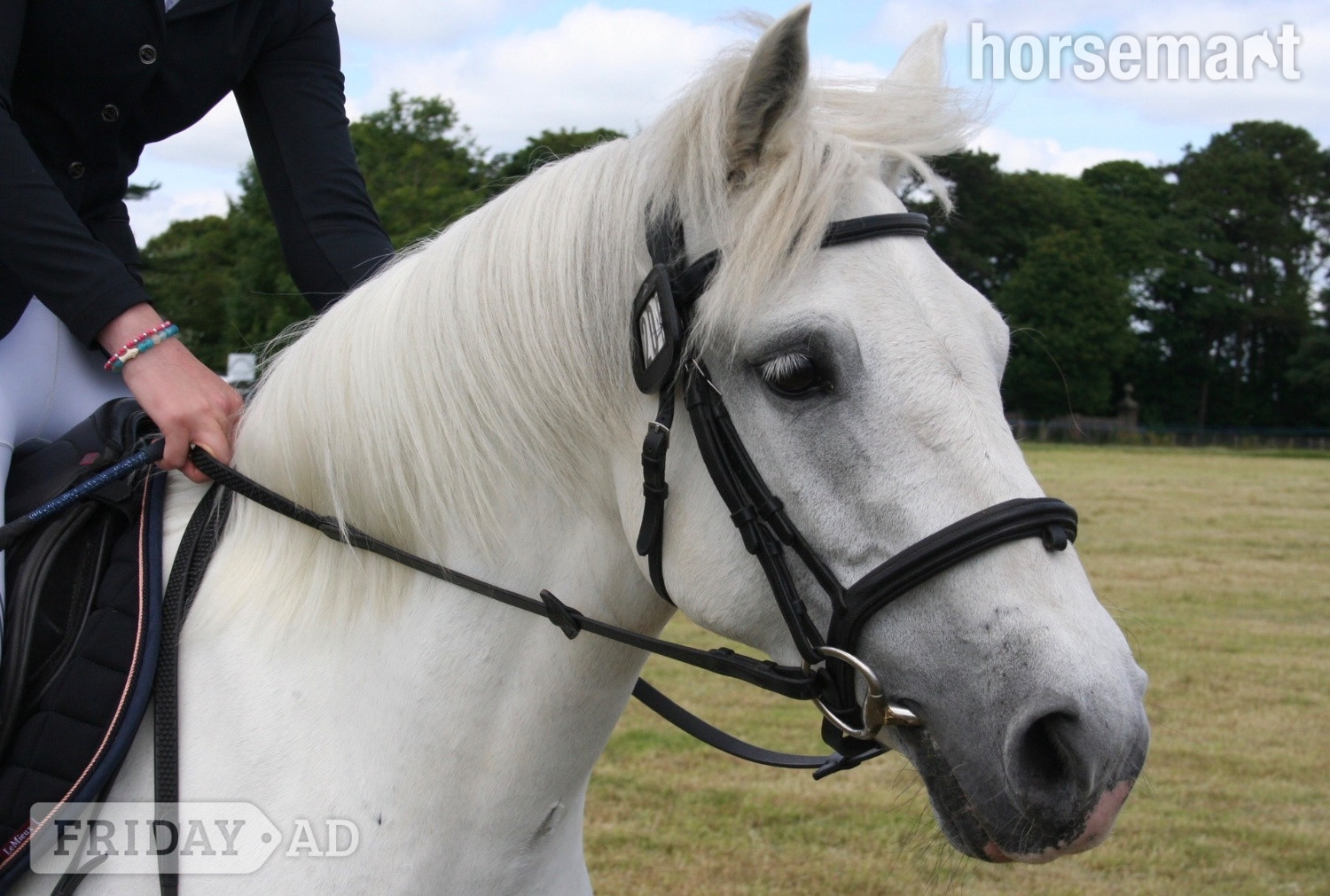 "Rathglass Grey Dawn " Grey Mare Pony Club Pony