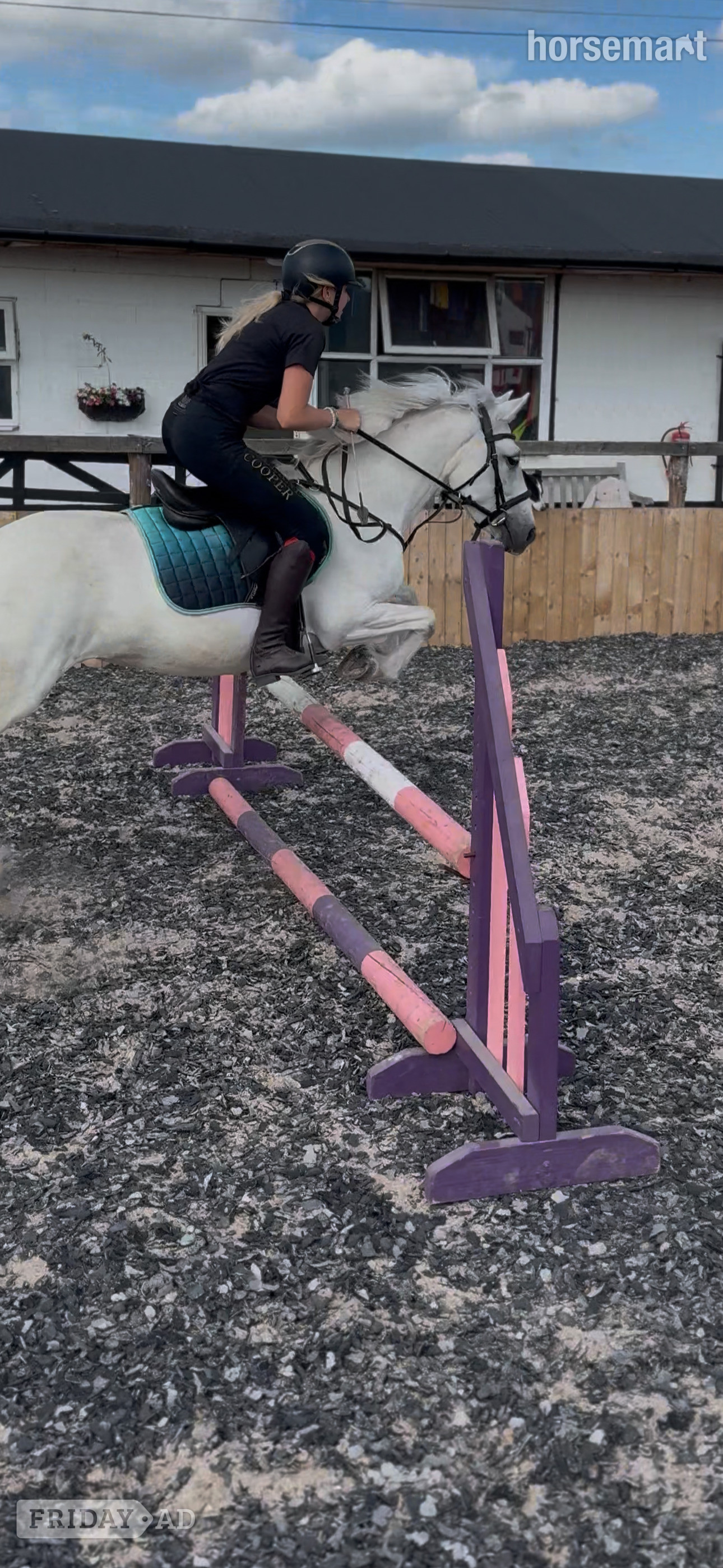 Manston "Rathglass Grey Dawn " Grey Mare Pony Club Pony
