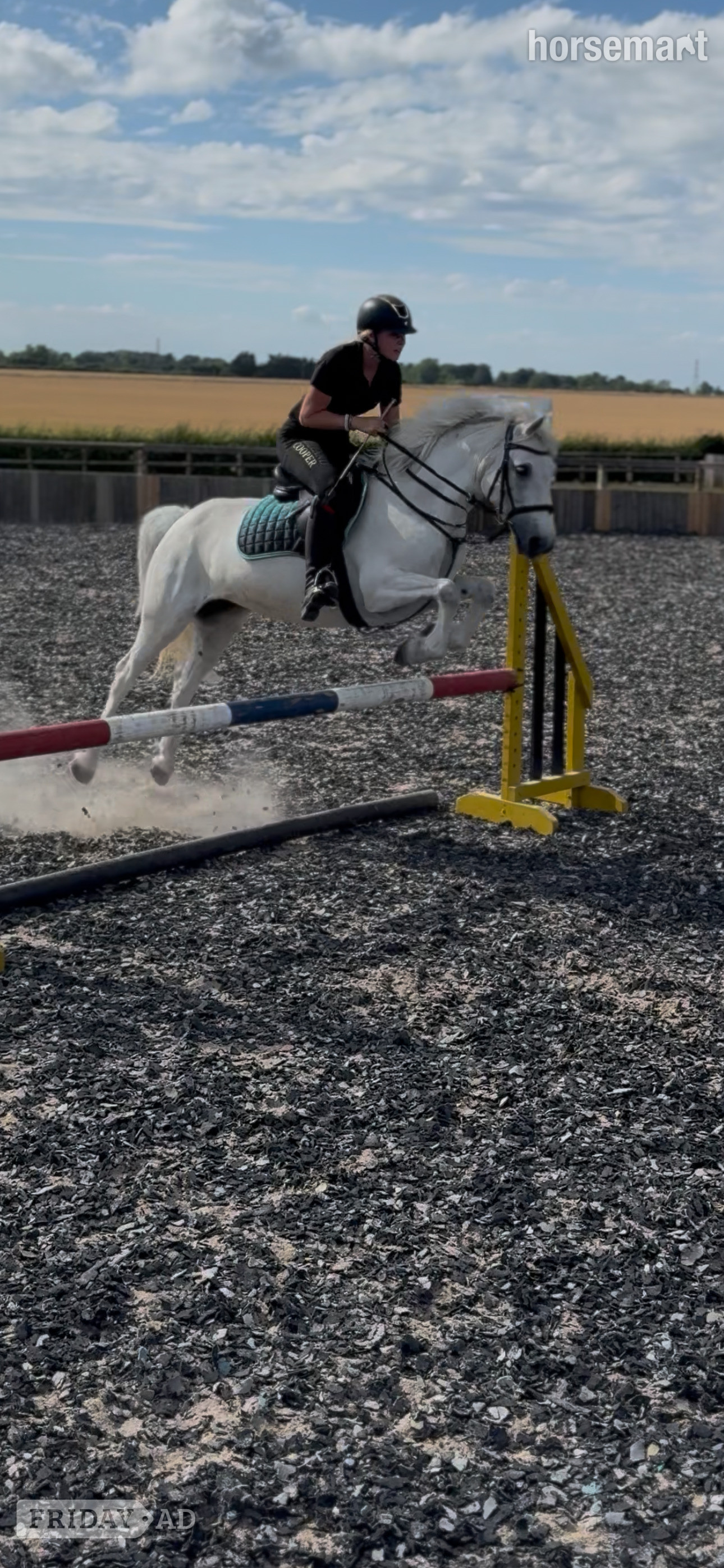 "Rathglass Grey Dawn " Grey Mare Pony Club Pony - Horses in Manston