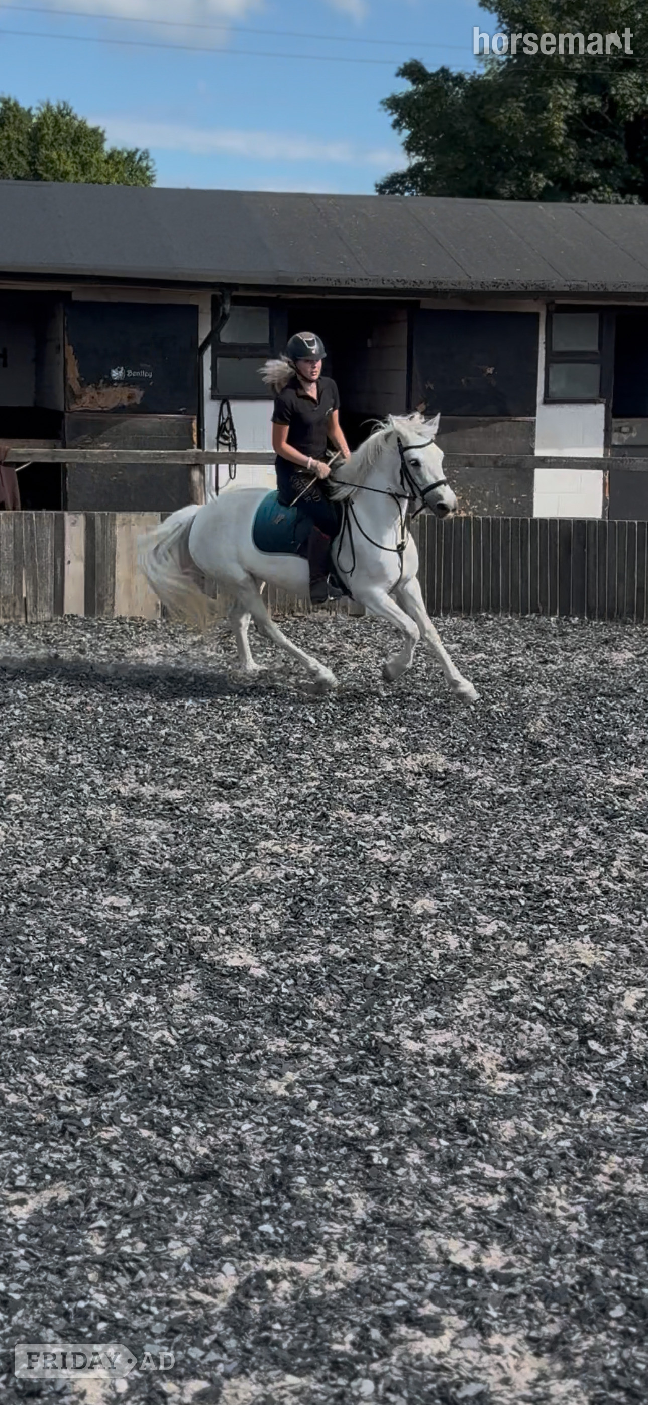 "Rathglass Grey Dawn " Grey Mare Pony Club Pony - Horses