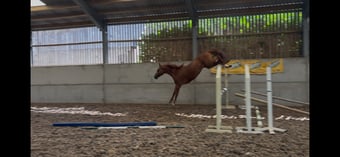 "Terry" Chestnut Gelding Show Jumper