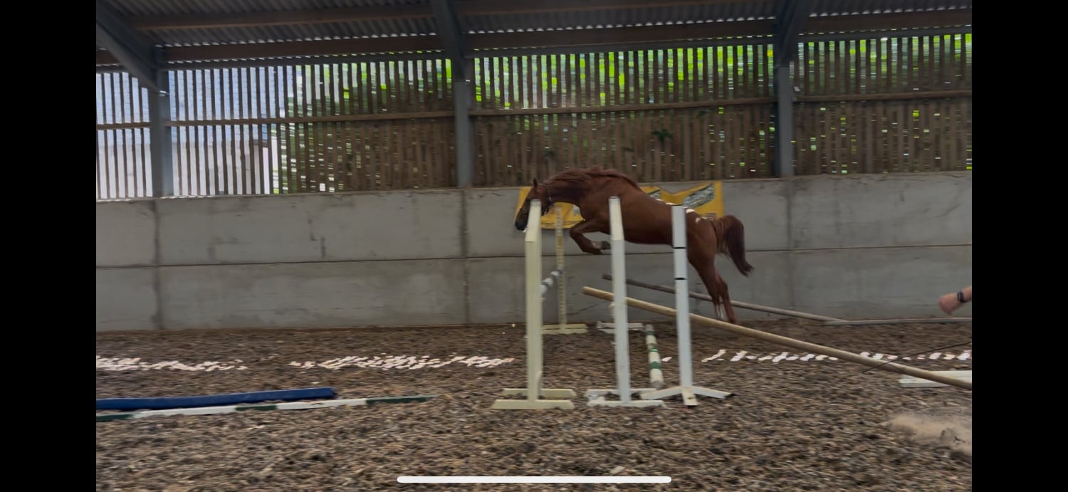 "Terry" Chestnut Gelding Show Jumper