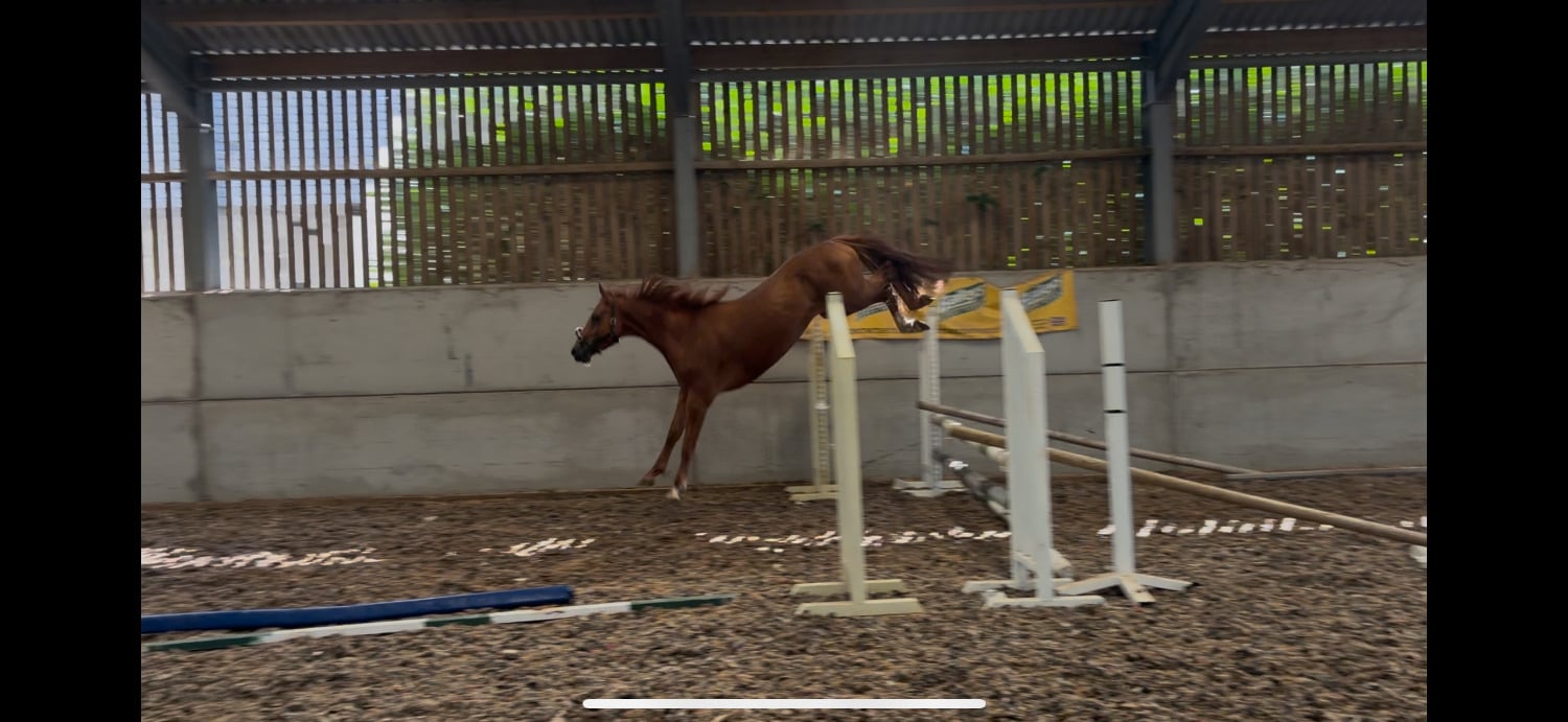 Clitheroe "Terry" Chestnut Gelding Show Jumper