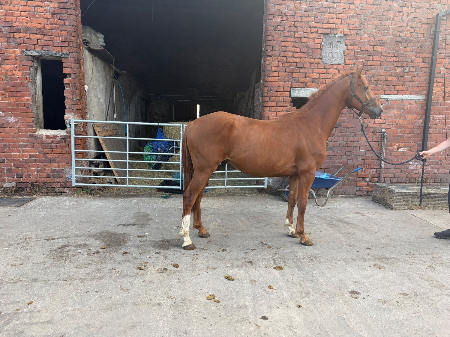"Terry" Chestnut Gelding Show Jumper - Horses in Clitheroe