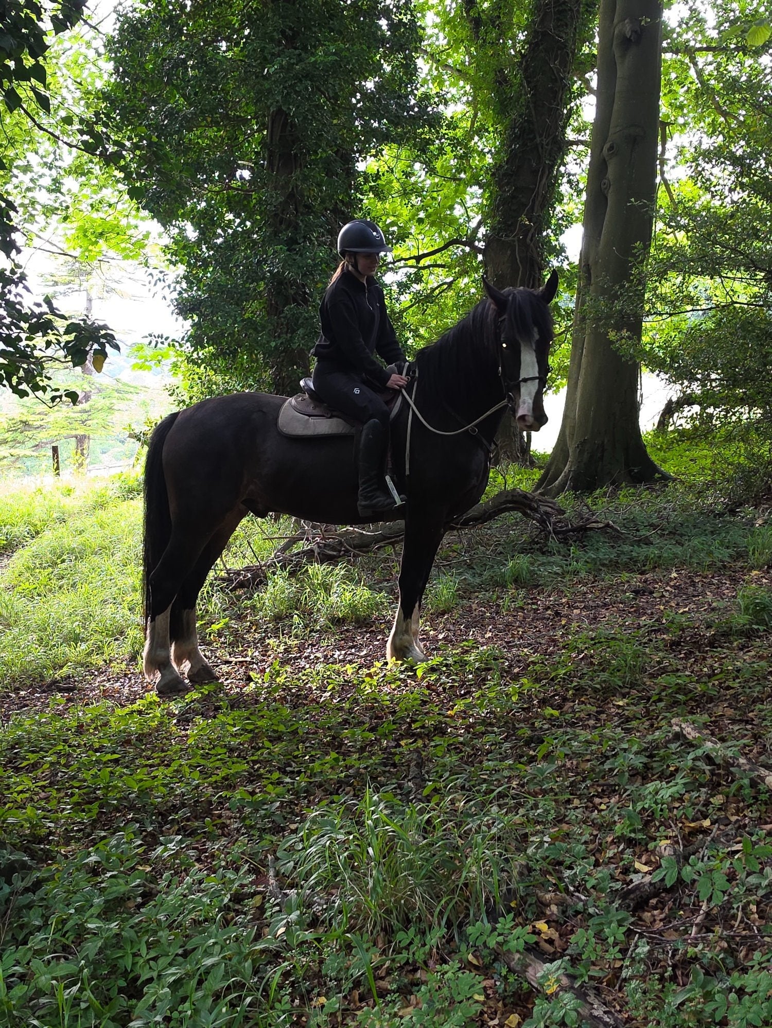"Jones" Dark Bay Gelding All Rounder