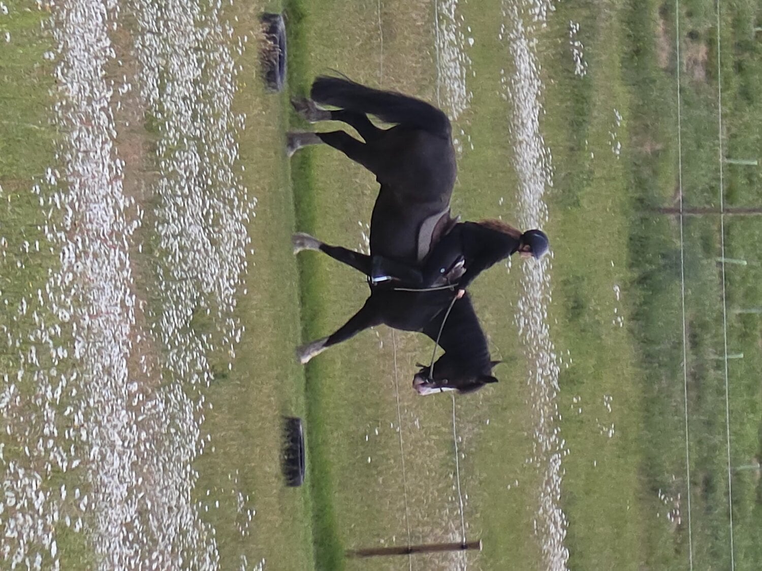 Kings Langley "Jones" Dark Bay Gelding All Rounder