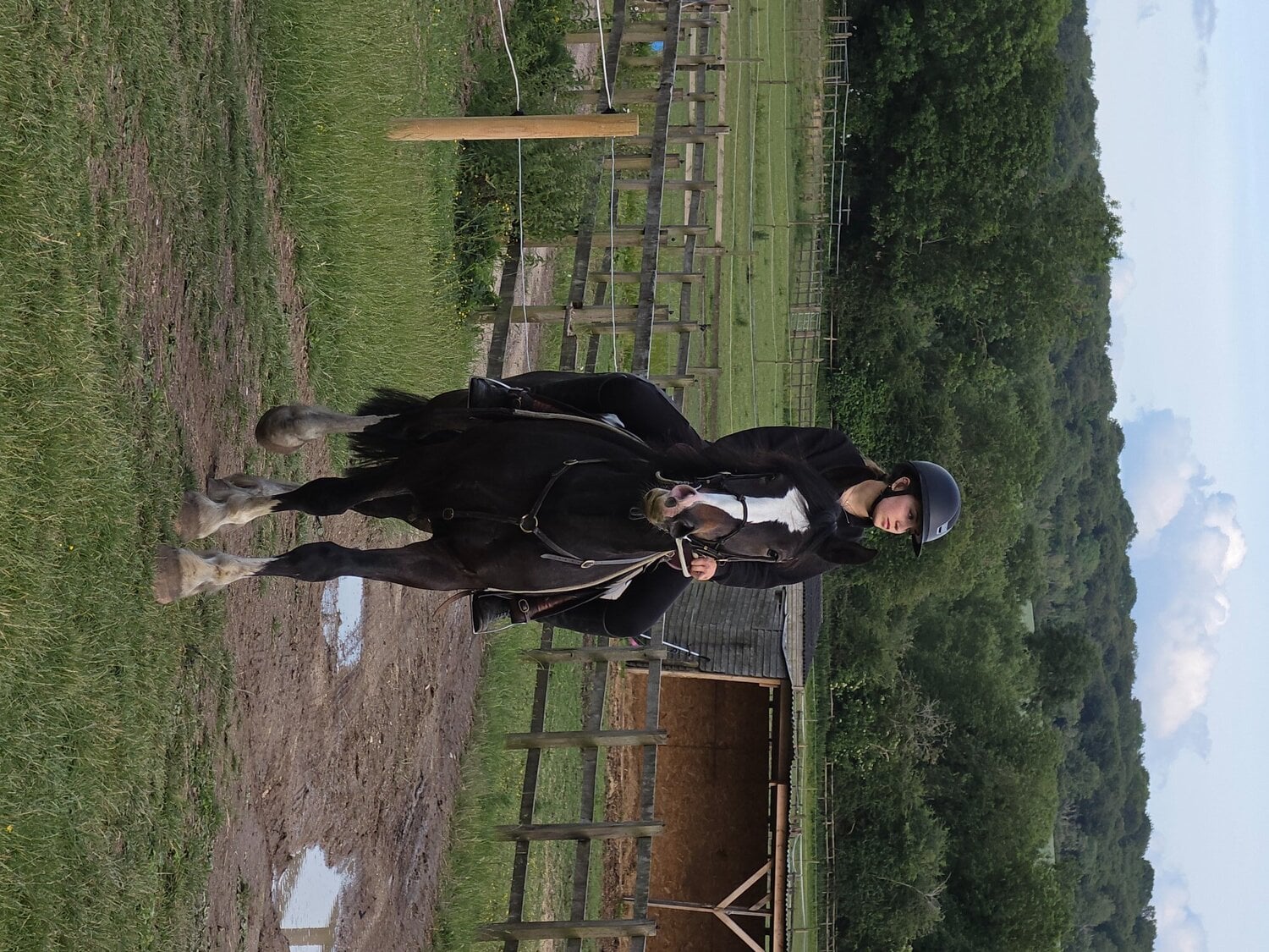 "Jones" Dark Bay Gelding All Rounder - Horses in Kings Langley