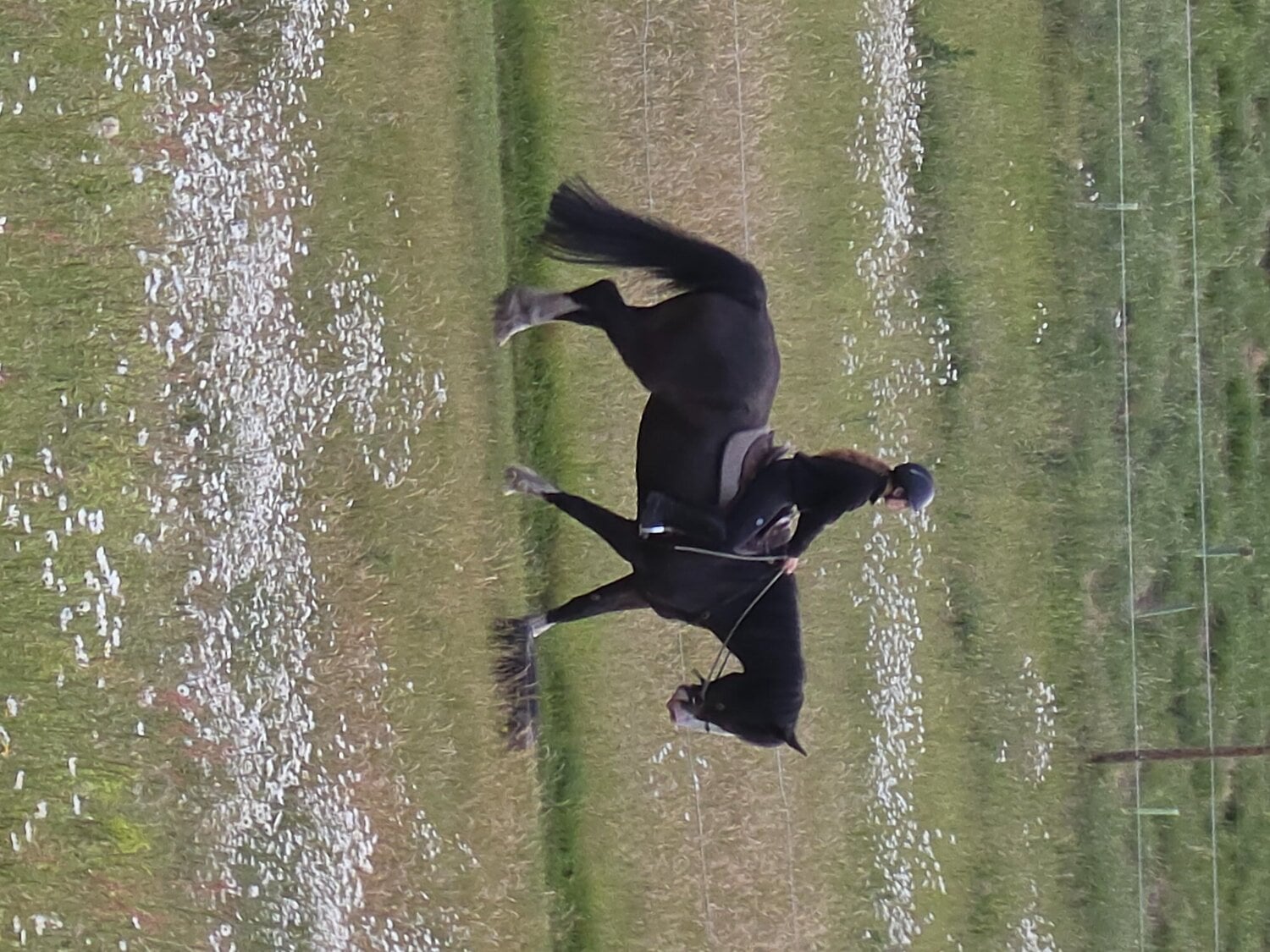 "Jones" Dark Bay Gelding All Rounder - Horses