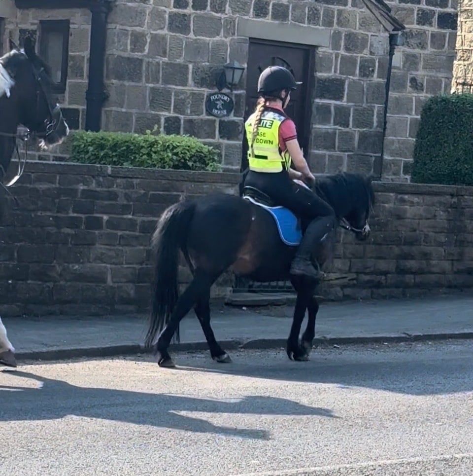 "Buster" Dark Bay Gelding Lead Rein/First Ridden Pony