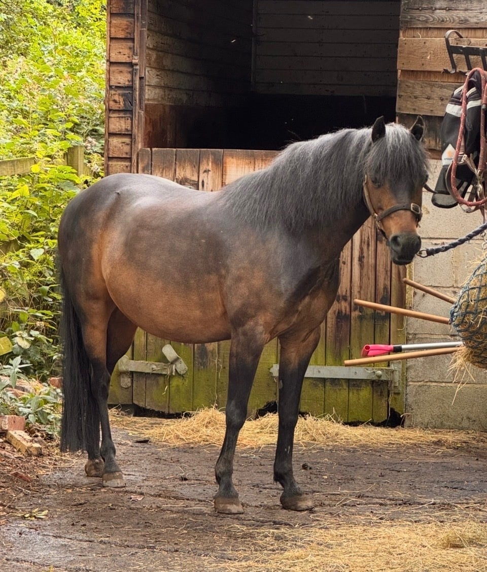 Leeds "Buster" Dark Bay Gelding Lead Rein/First Ridden Pony