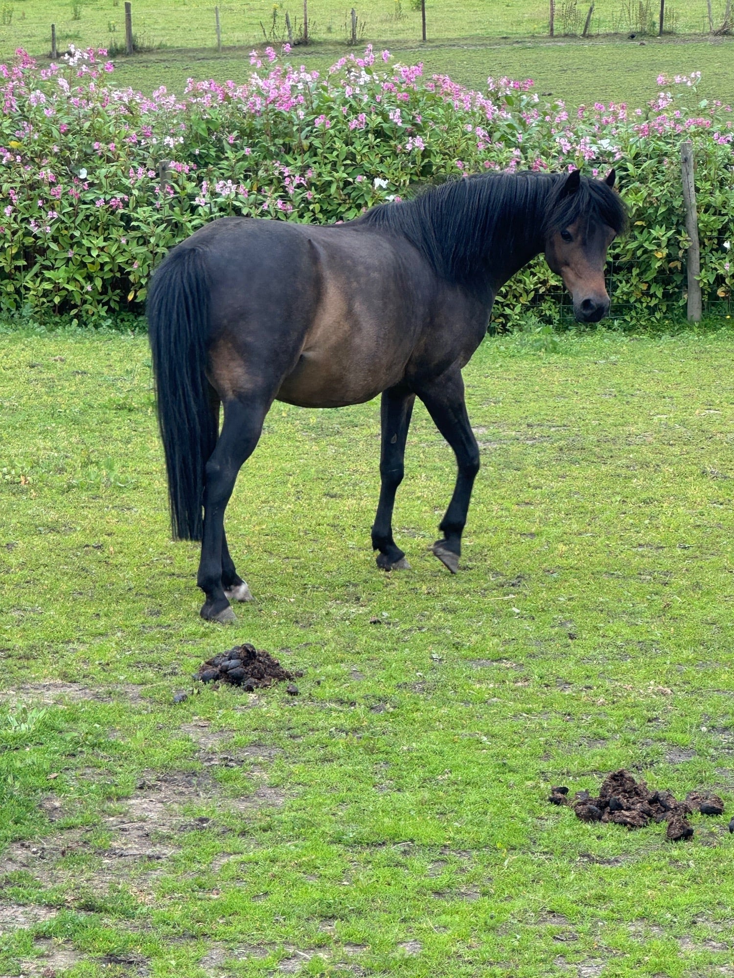 "Buster" Dark Bay Gelding Lead Rein/First Ridden Pony - Horses in Leeds