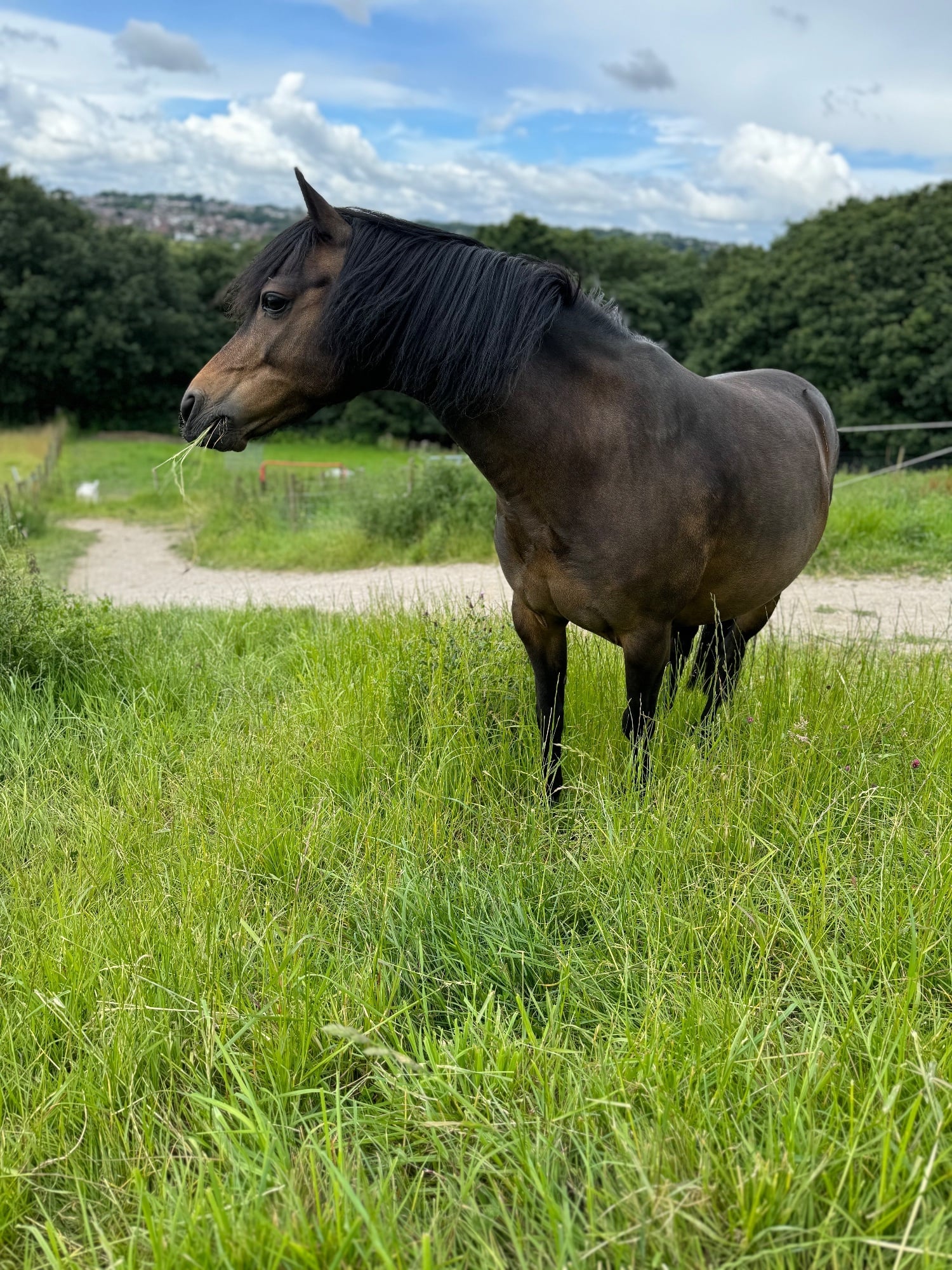 "Buster" Dark Bay Gelding Lead Rein/First Ridden Pony - Horses