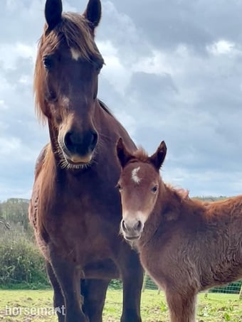 "Tresoyra Rhonda" Chestnut Mare Broodmare