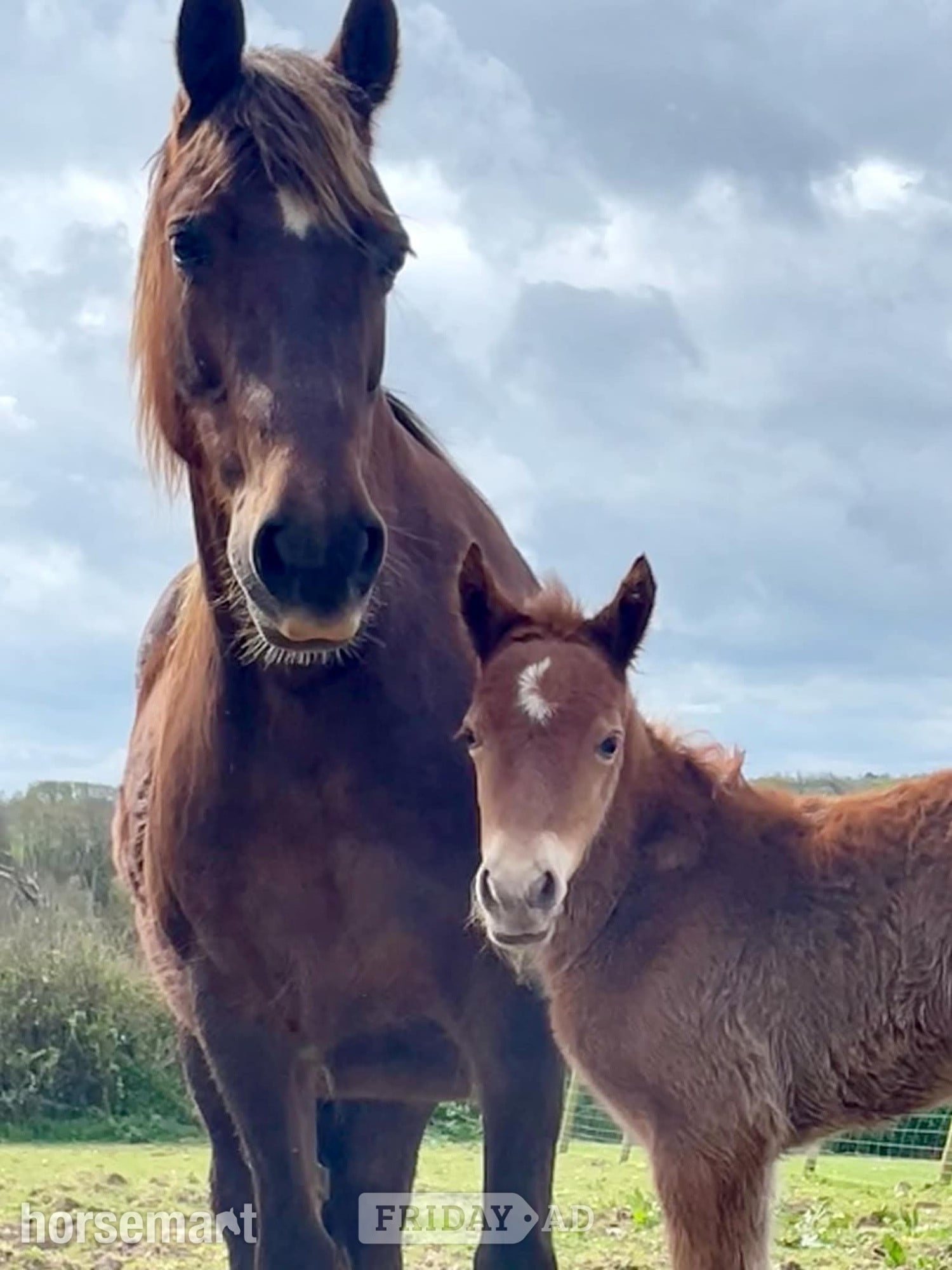 "Tresoyra Rhonda" Chestnut Mare Broodmare in Bude