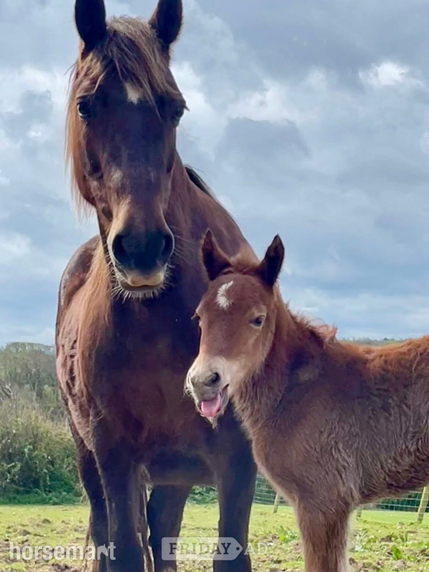 "Tresoyra Rhonda" Chestnut Mare Broodmare