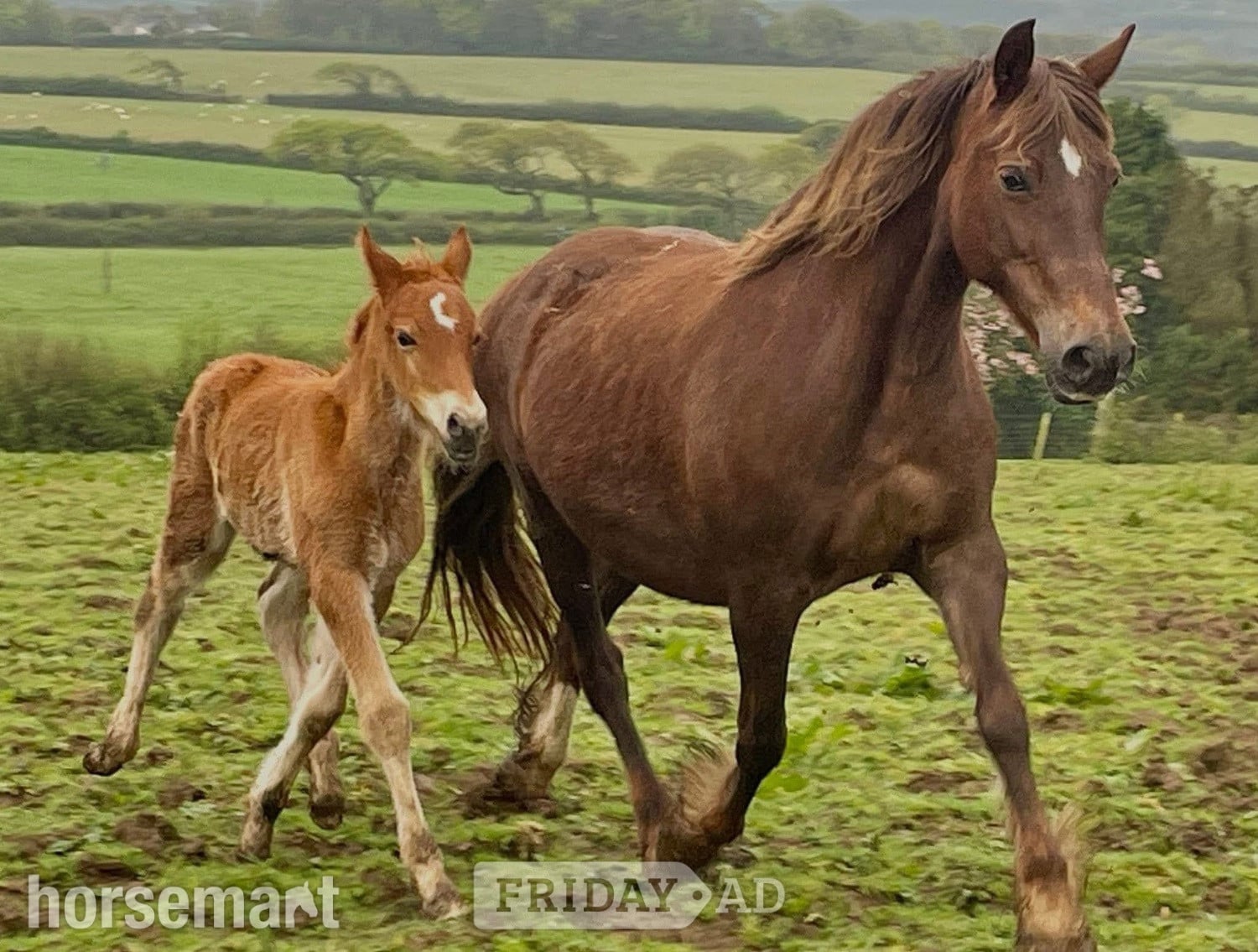 Bude "Tresoyra Rhonda" Chestnut Mare Broodmare