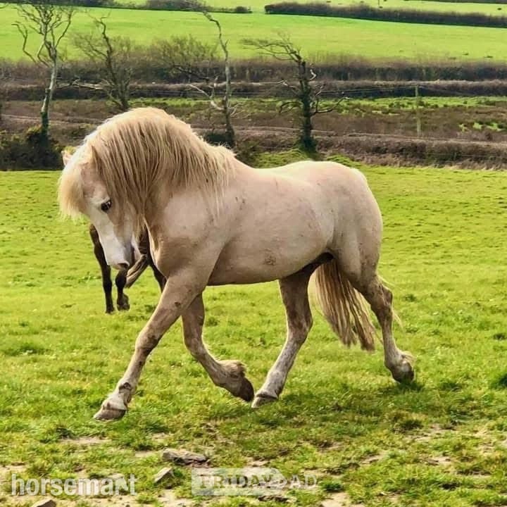 "Tresoyra Rhonda" Chestnut Mare Broodmare - Horses in Bude
