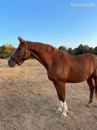 "William" Chestnut Gelding Project Horse