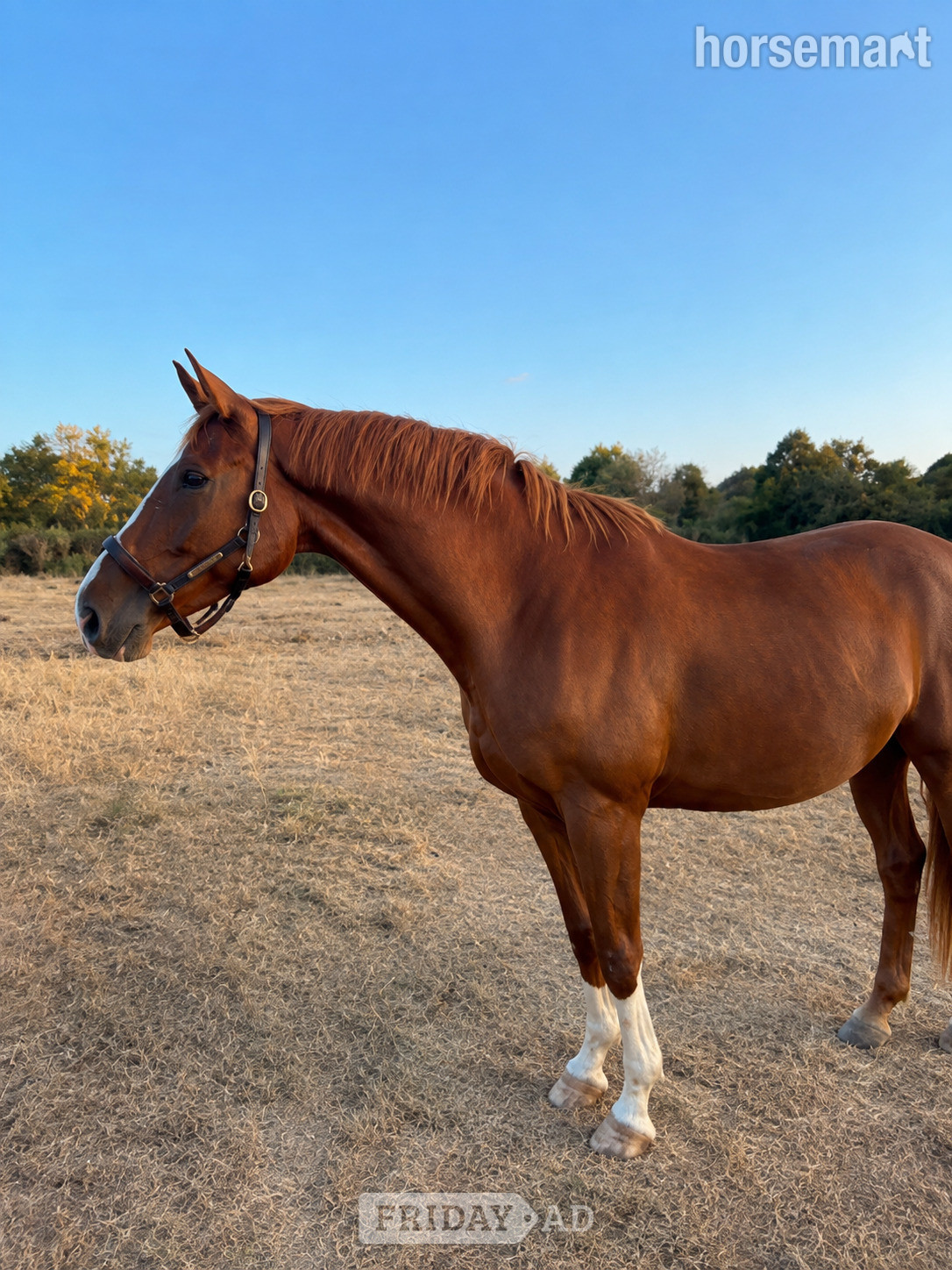 "William" Chestnut Gelding Project Horse in Rye Foreign