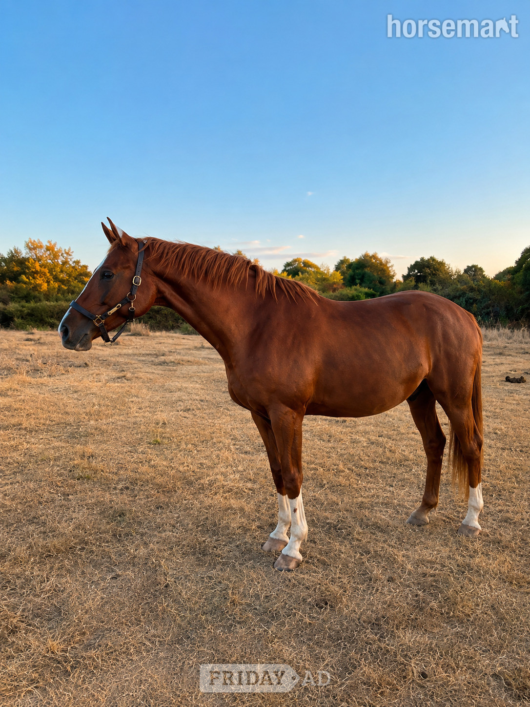 "William" Chestnut Gelding Project Horse
