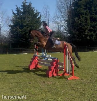 "Neve " Bay Mare All Rounder