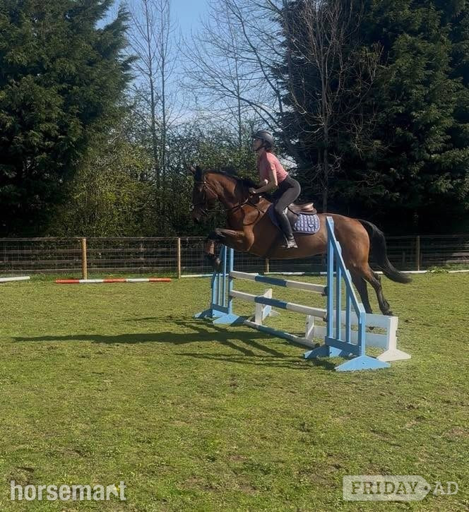 "Neve " Bay Mare All Rounder