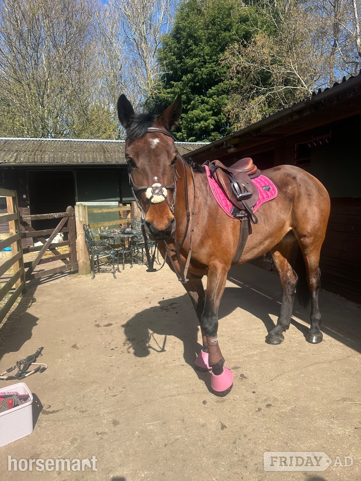 Ponteland "Neve " Bay Mare All Rounder