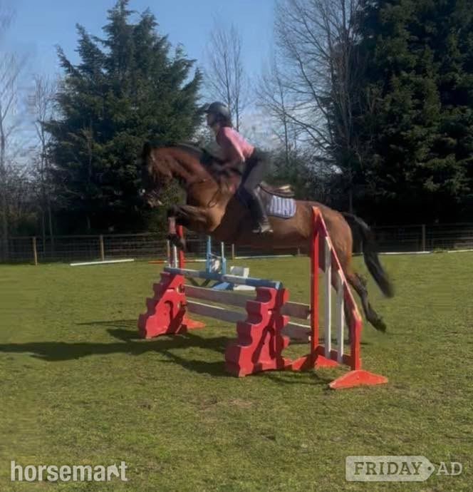"Neve " Bay Mare All Rounder in Ponteland