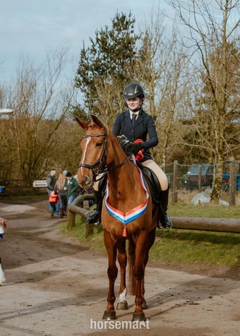 "Bollinger " Chestnut Mare All Rounder