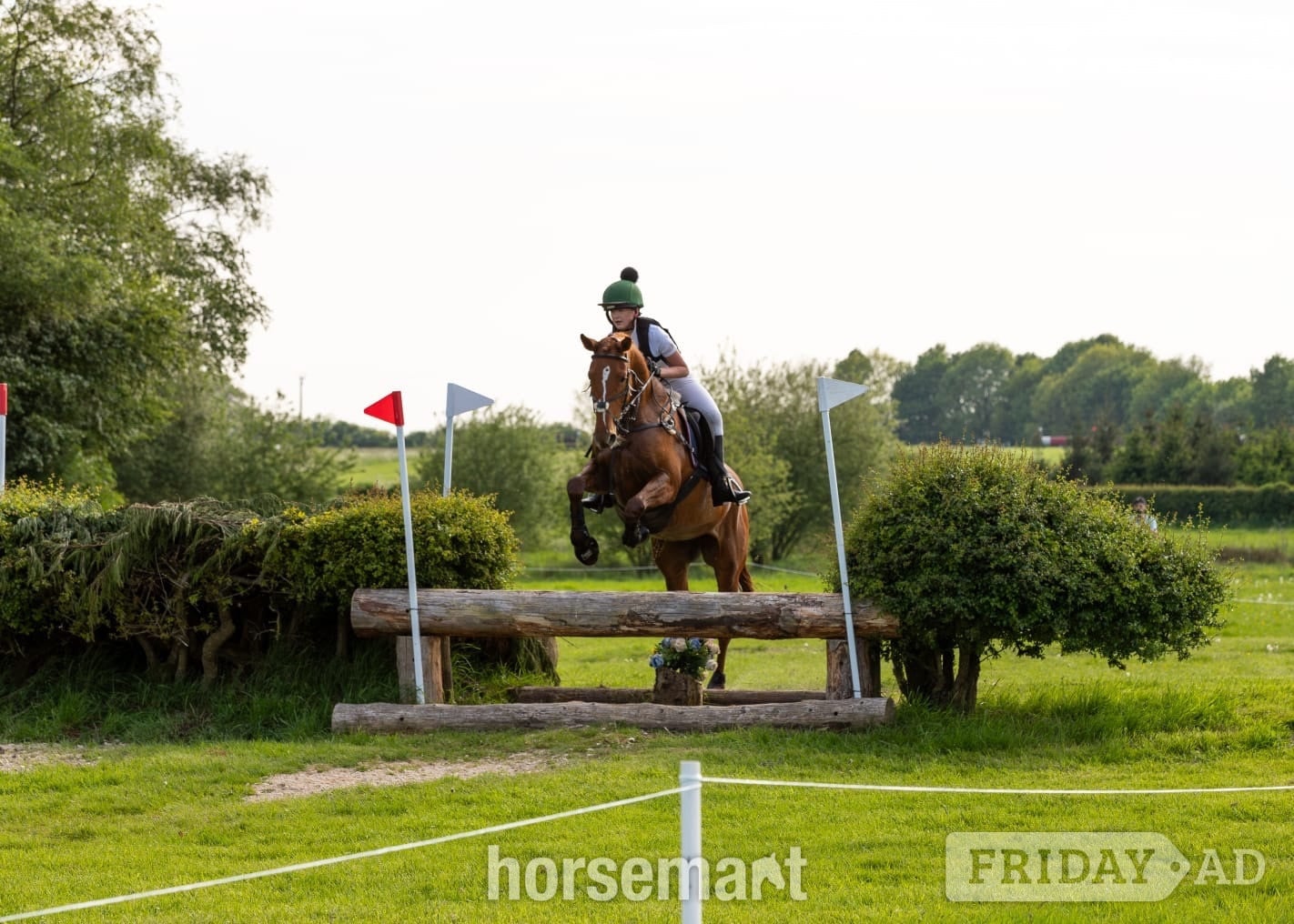 "Bollinger " Chestnut Mare All Rounder - Horses