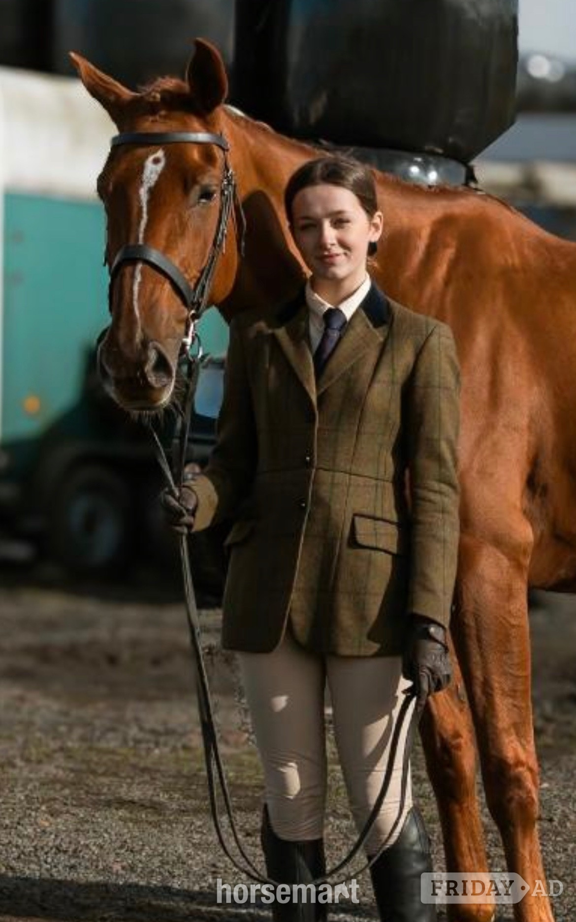 "Bollinger " Chestnut Mare All Rounder - Horses in Whitworth