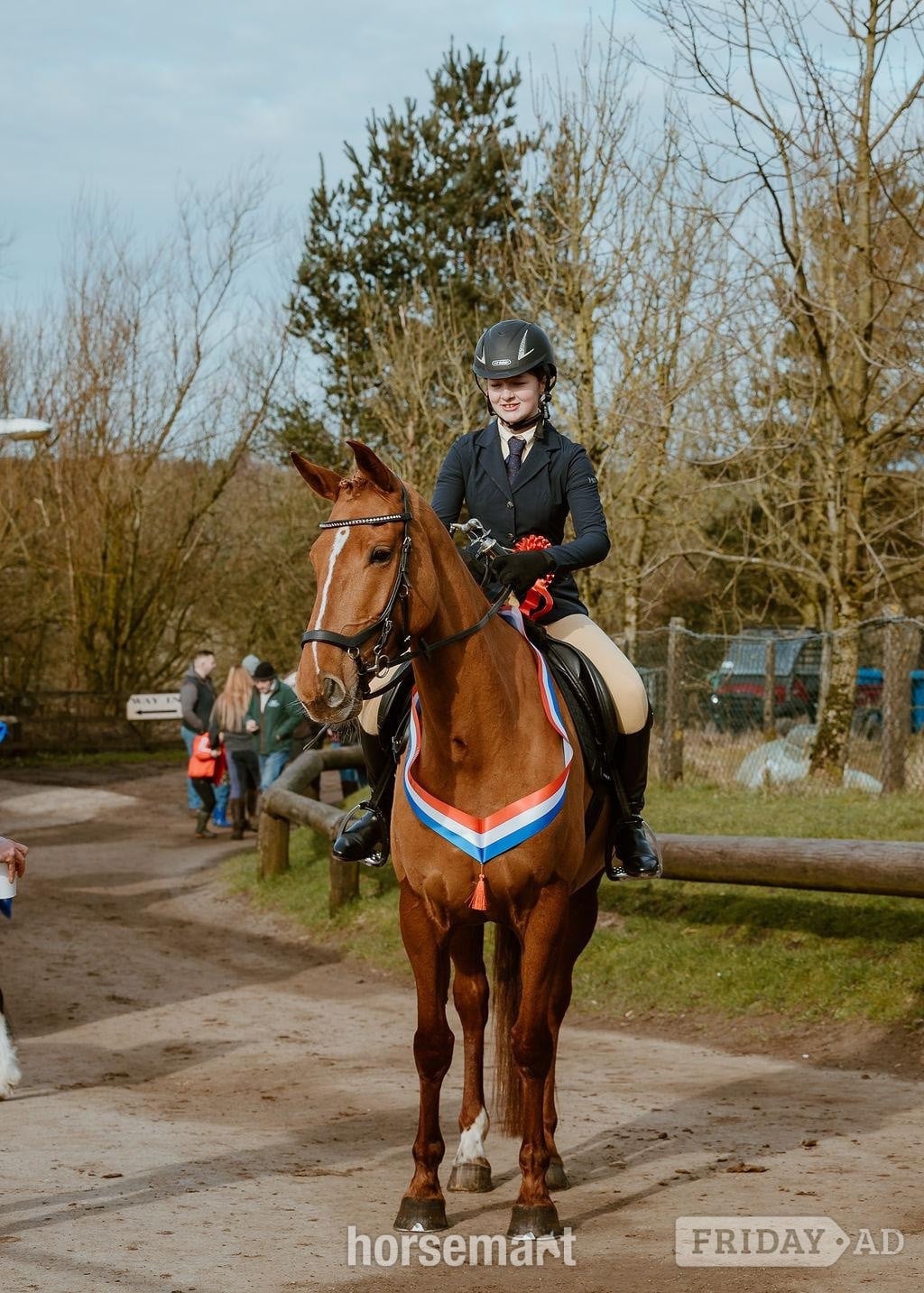 "Bollinger " Chestnut Mare All Rounder in Whitworth