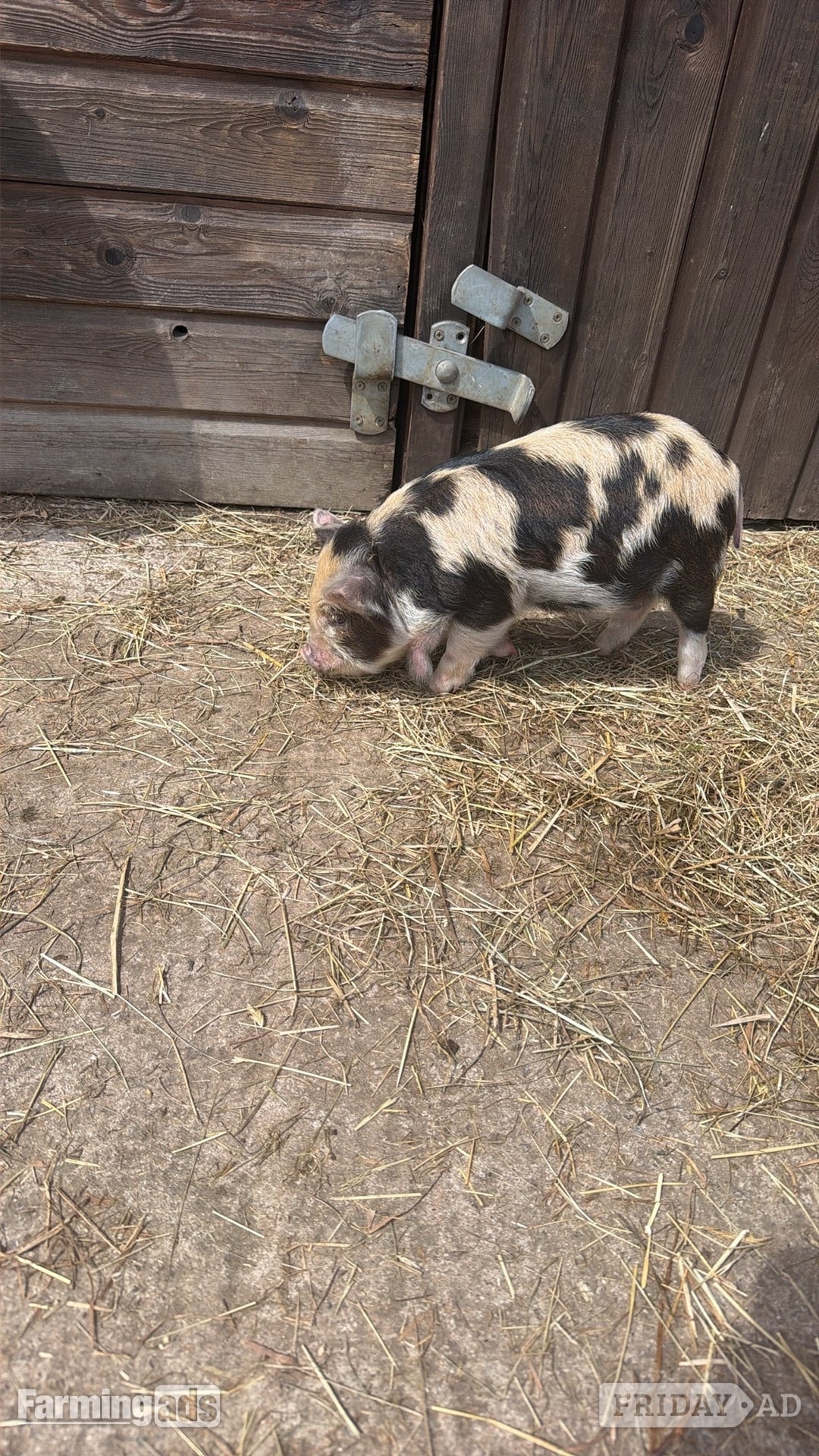 Kune kunes piglets for sale 